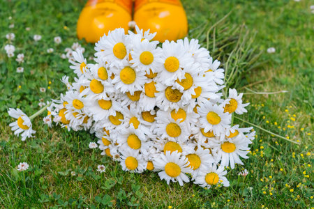 Bouquet beautiful white daisies in summer garden. Chamomiles in green grass. Women wearing in white dress and traditional dutch wooden shoes - yellow clogs (klompen) on background bouquet of flowersの写真素材