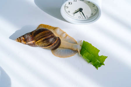 White achatina snail with dark shell crawling near white alarm clock on white background with shadow. Clock and giant african snail Achatina fulica on table. Deadline concept and slow current time.の写真素材