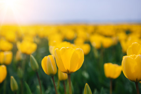 Magical landscape with fantastic beautiful tulips field in Netherlands on spring. Blooming multicolor dutch tulip fields in a dutch landscape Holland. Travel and vacation concept.の写真素材
