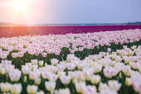 Magical landscape with fantastic beautiful tulips field in Netherlands on spring. Blooming...