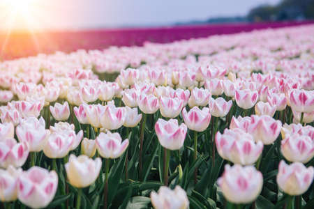 Magical landscape with fantastic beautiful tulips field in Netherlands on spring. Blooming multicolor dutch tulip fields in a dutch landscape Holland. Travel and vacation concept.の写真素材