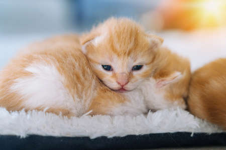 Newborn baby red cat sleeping on funny pose. Group of small cute ginger kitten. Domestic animal. Sleep and cozy nap time. Comfortable pets sleep at cozy home.の写真素材
