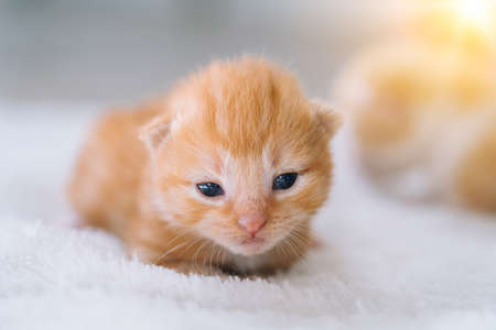 Newborn baby red cat sleeping on funny pose. Group of small cute ginger kitten. Domestic animal. Sleep and cozy nap time. Comfortable pets sleep at cozy home.の写真素材