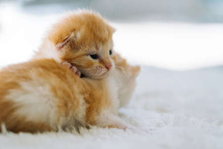 Newborn baby red cat sleeping on funny pose. Group of small cute ginger kitten. Domestic animal. Sleep and cozy nap time. Comfortable pets sleep at cozy home.の写真素材