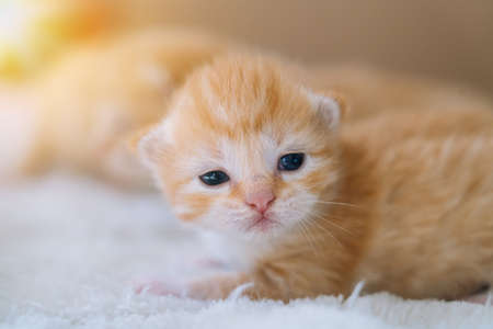 Newborn baby red cat sleeping on funny pose. Group of small cute ginger kitten. Domestic animal. Sleep and cozy nap time. Comfortable pets sleep at cozy home.の写真素材