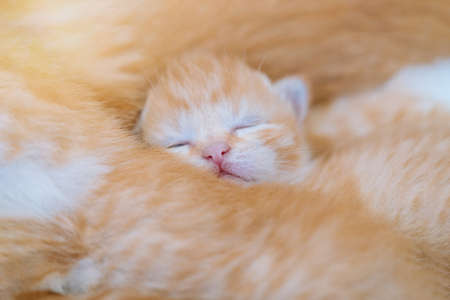 Newborn baby red cat sleeping on funny pose. Group of small cute ginger kitten. Domestic animal. Sleep and cozy nap time. Comfortable pets sleep at cozy home.の写真素材