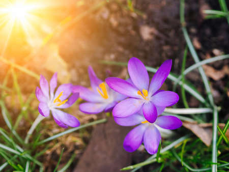 Spring crocuses bloom in the Park. Fresh beautiful purple and yellow crocuses, selective focus....