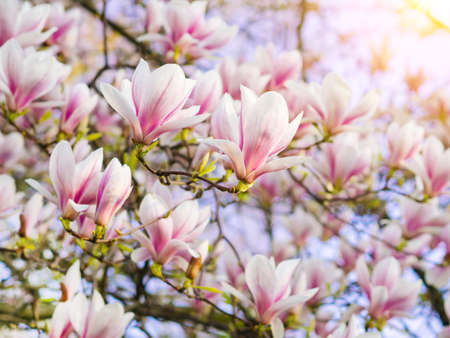 Branch magnolia pink blooming tree flowers in soft light Purple tender blossom Magnoliaceae soulangeana in sunny spring day in garden Spring time Natural floral background. Botanical garden conceptの写真素材