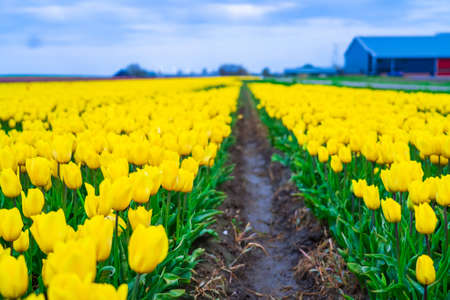 Magical landscape with fantastic beautiful tulips field in Netherlands on spring. Blooming multicolor dutch tulip fields in a dutch landscape Holland. Travel and vacation concept.の写真素材
