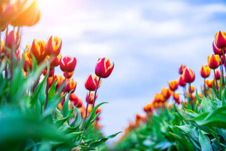 Magical landscape with fantastic beautiful tulips field in Netherlands on spring. Blooming multicolor dutch tulip fields in a dutch landscape Holland. Travel and vacation concept.の写真素材