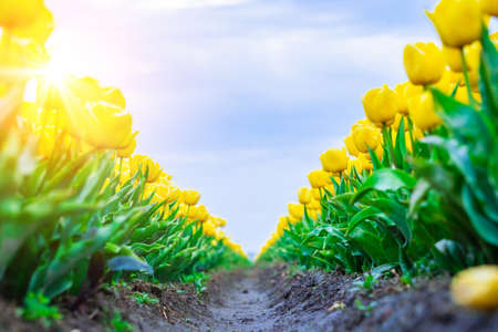 Magical landscape with fantastic beautiful tulips field in Netherlands on spring. Blooming multicolor dutch tulip fields in a dutch landscape Holland. Travel and vacation concept.の写真素材