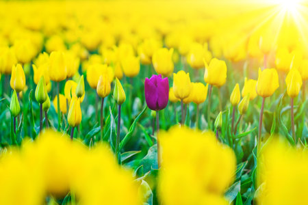 Magical landscape with fantastic beautiful tulips field in Netherlands on spring. Blooming multicolor dutch tulip fields in a dutch landscape Holland. Travel and vacation concept. Selective focus.の写真素材