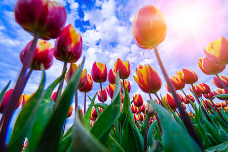 Magical landscape with fantastic beautiful tulips field in Netherlands on spring. Blooming multicolor dutch tulip fields in a dutch landscape Holland. Travel and vacation concept. Selective focus.の写真素材