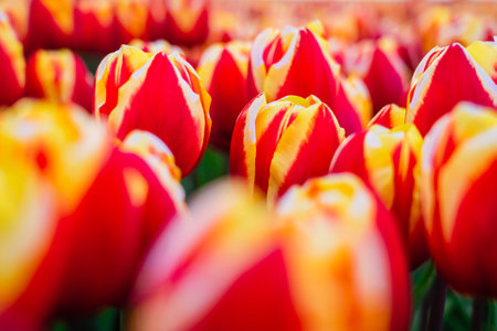 Magical landscape with fantastic beautiful tulips field in Netherlands on spring. Blooming multicolor Dutch tulip fields in a Dutch landscape Holland. Travel and vacation concept. Selective focus.の写真素材