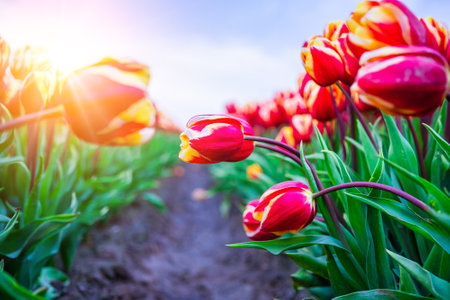 Magical landscape with fantastic beautiful tulips field in Netherlands on spring. Blooming multicolor Dutch tulip fields in a Dutch landscape Holland. Travel and vacation concept. Selective focus.の写真素材