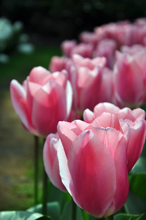 Single fragrant blooming pink tulip, selective focus, on the blurred floral backgroundの写真素材