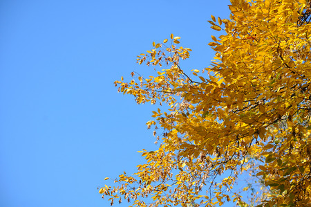 A branches of an ash tree with yellow leaves against a clear blue skyの写真素材