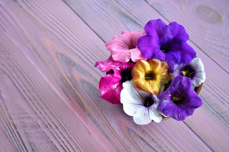 Fresh pink, purple, violet and orange petunia flowers in a little bowl on the pink wooden table, selective focusの写真素材