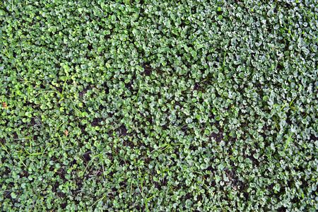 Fresh green grass and small leafage background, natural springtime "carpet"の写真素材