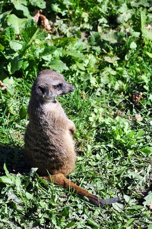 Lonely curious meerkat standing in the green grass, selective focusの写真素材
