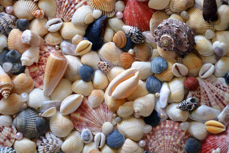 Dozens of different sea shells (scallop, cowrie, Mercenaria and others) with synthetic pearls on the handmade panelの写真素材