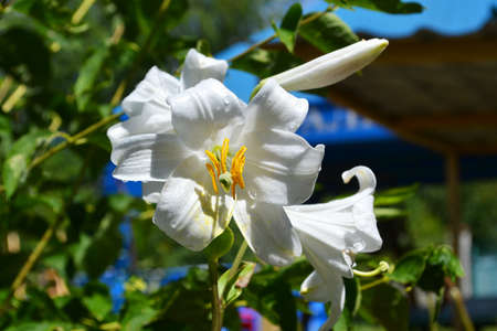 Beautiful fragrant white lily blooming in the garden in sunny day, selective focus on the blurred backgroundの写真素材