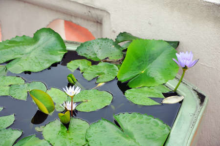 White and violet lotus with floating leaves in the stone bowlの写真素材