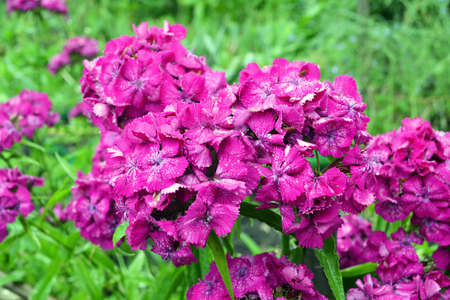 Bright pink Phlox blooming in the garden, selective focus on the blurred backgroundの写真素材