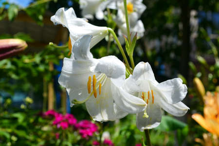 Branch of white fresh lilies blooming in the sunny garden, selective focusの写真素材