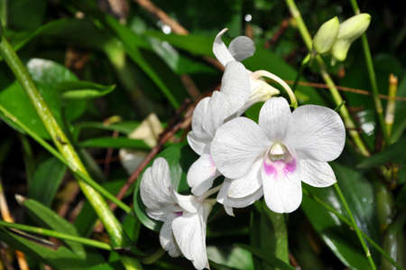 White Phalaenopsis orchid blooming in the garden in sunny day, selective focusの写真素材