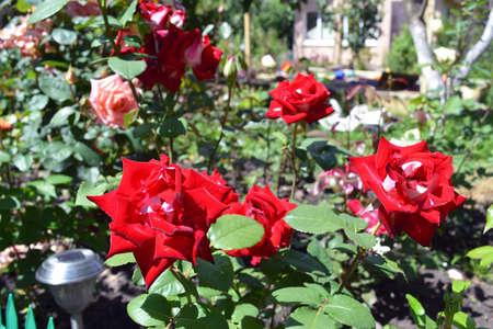 Bright fragrant red roses blooming in the sunny garden, selective focus on the blurred backgroundの写真素材