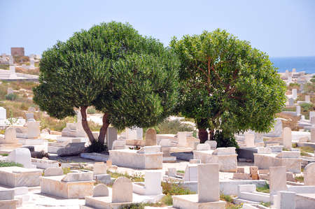 Two trees among the white marble headstones on the cemetery near sea in Tunisiaの写真素材