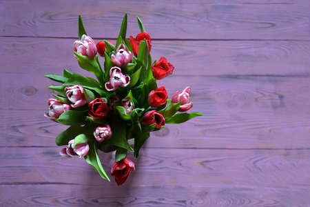 Fresh red and pink tulips in a bouquet, selective focus on the purple wooden backgroundの写真素材