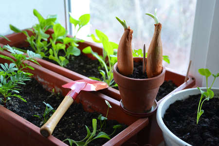 Green onion, other vegetables and flowers growing in the boxes on the window at home, selective focusの写真素材