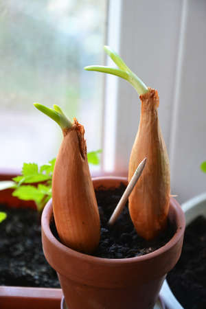 Two bulbs of germinated shallot (Allium ascalonicum) growing in the red clay pot on the windowsill, selective focusの写真素材