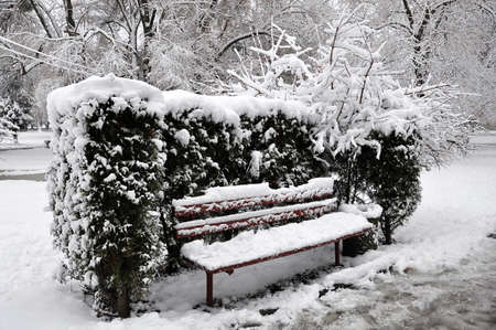 Empty bench with thuja hedge covered with snow in the municipal parkの写真素材