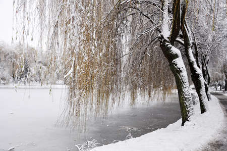 Several old ivy trees around the frozen pond in municipal parkの写真素材