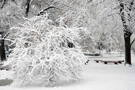Viburnum tree with ripe red berries covered with snow in the Winter parkの写真素材