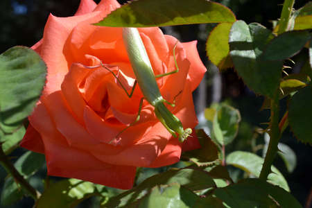 Curious green Mantis religiosa on the blooming rose in sunny dayの写真素材