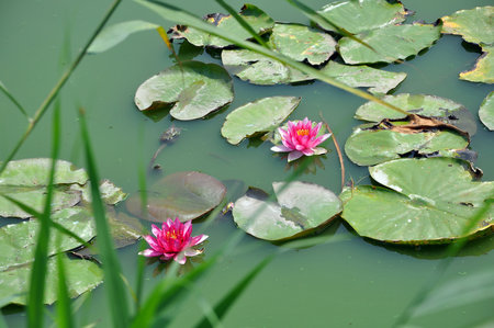A pair of Nymphaea flowering in the pond in sunny Summer day among the big green leavesの写真素材
