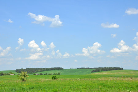 Green fields under the blue sky with several white cloudsの写真素材