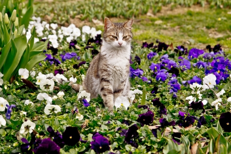 The cat in the flowersの写真素材