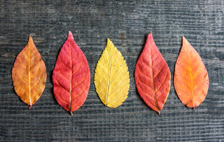 Autumn sale leaves Space for text SALE