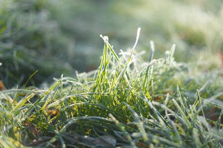 green grass covered with hoarfrost on blurry background at sunny dayの写真素材