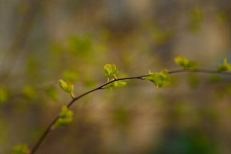 Tender spring branch with first green leaves on blurry background, copy spaceの写真素材