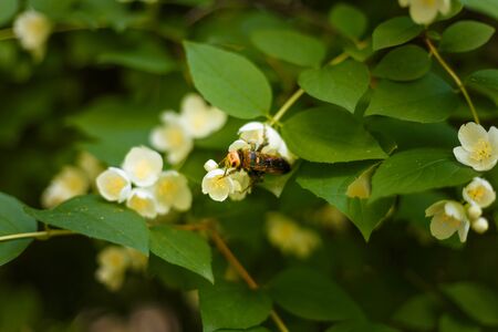 Bee collecting pollen from jasmine flowers on green blooming bushの写真素材