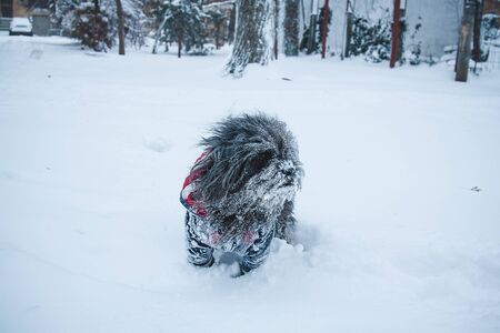 Long-haired tibetan terrier dog dressed in jacket walking in snowfall weather. Winter walk with puppy.の写真素材