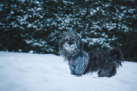 Long-haired tibetan terrier dog dressed in jacket walking in snowfall weather. Winter walk with puppy.の写真素材