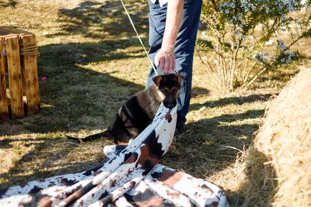 German shepherd dog puppy pulling plaid outdoors in summer. Cute little sheepdog playing with some fabric cover. Man trying to pet a domestic animal.の写真素材