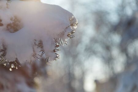 Close up of a blue fir tree branch covered with snow outdoors at sunny frosty winter day. Blurry background with bokeh. Seasonal landscape.の写真素材